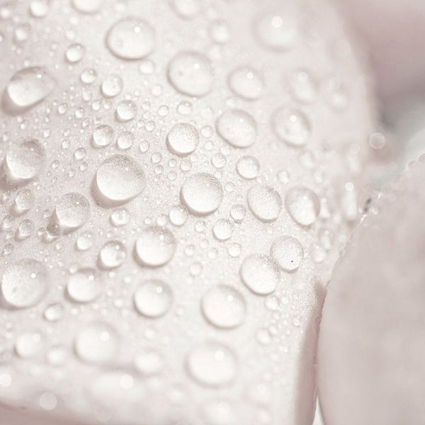 Hvit rose hydrosol
